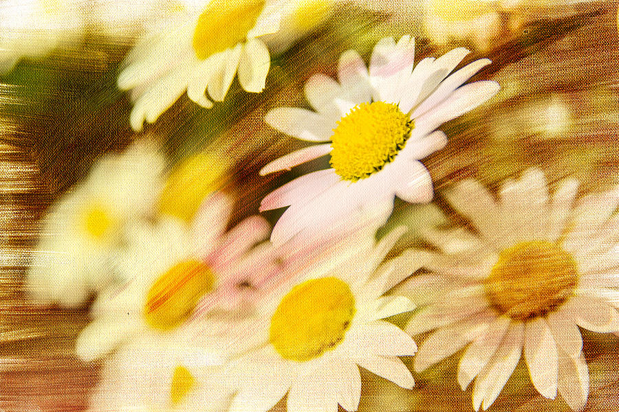 Sunny Daisies Photograph by Mary Timman