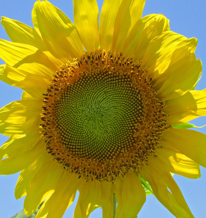 Sunny Photograph by Dana Doyle - Fine Art America