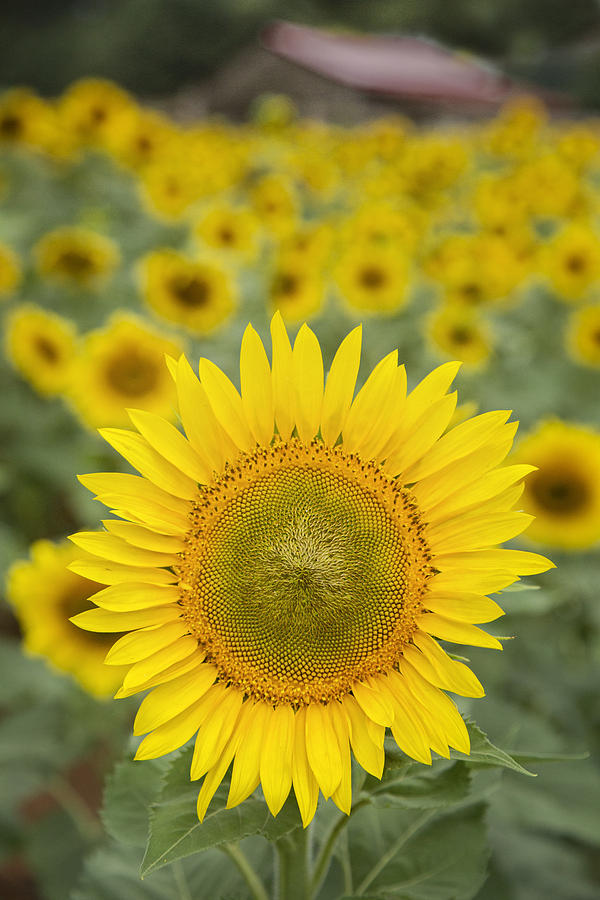 Sunflower Photograph - Sunny Day at the Sunflower Farm by Linda D Lester