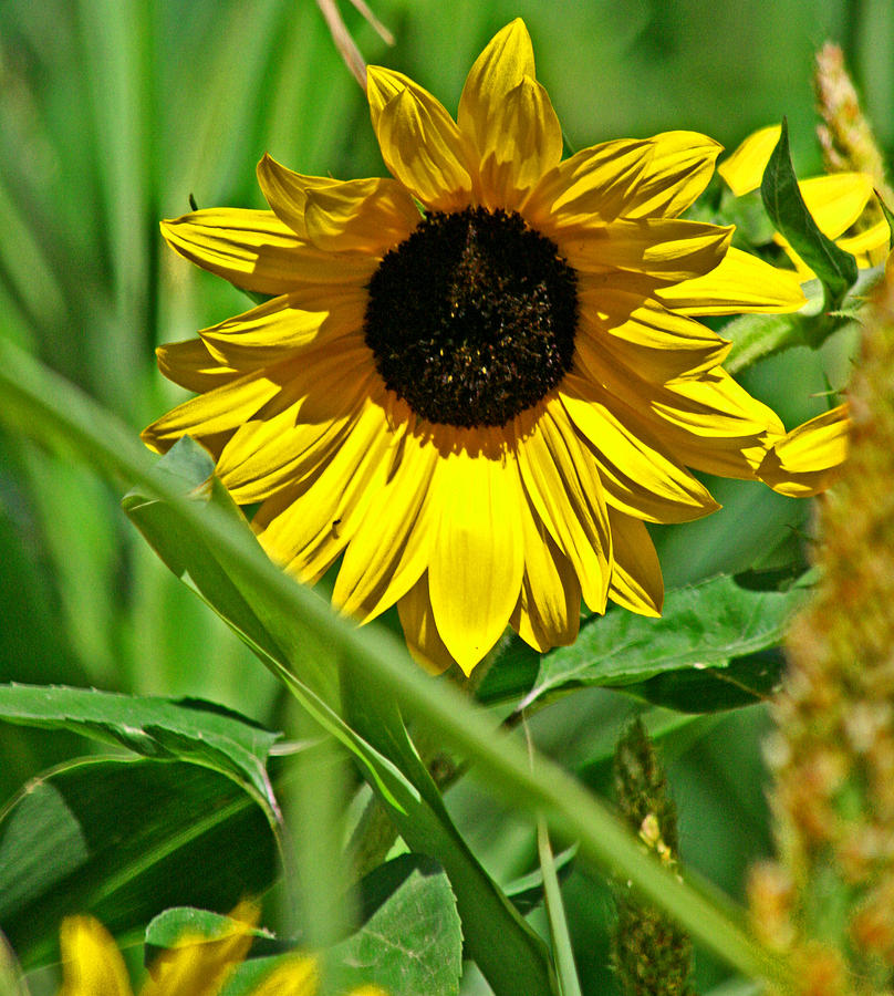 Flower Photograph - Sunny Day by Joseph Coulombe