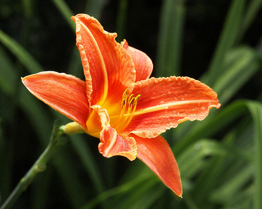 Sunny Day Lily Photograph by Gill Billington | Fine Art America