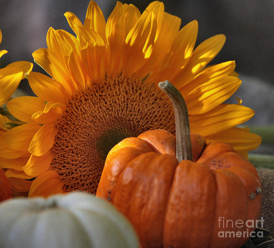 Pumpkin Photograph - Sunny Day by Luv Photography
