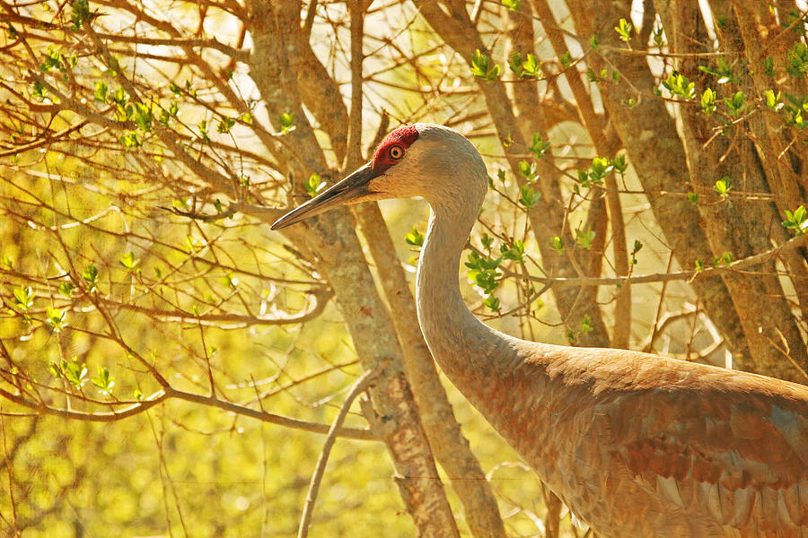 Sunny Day Sandhill Crane Photograph by Peggy Collins