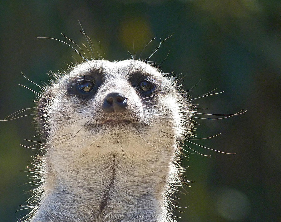 Meerkat Photograph - Sunny Day Sentry by Margaret Saheed