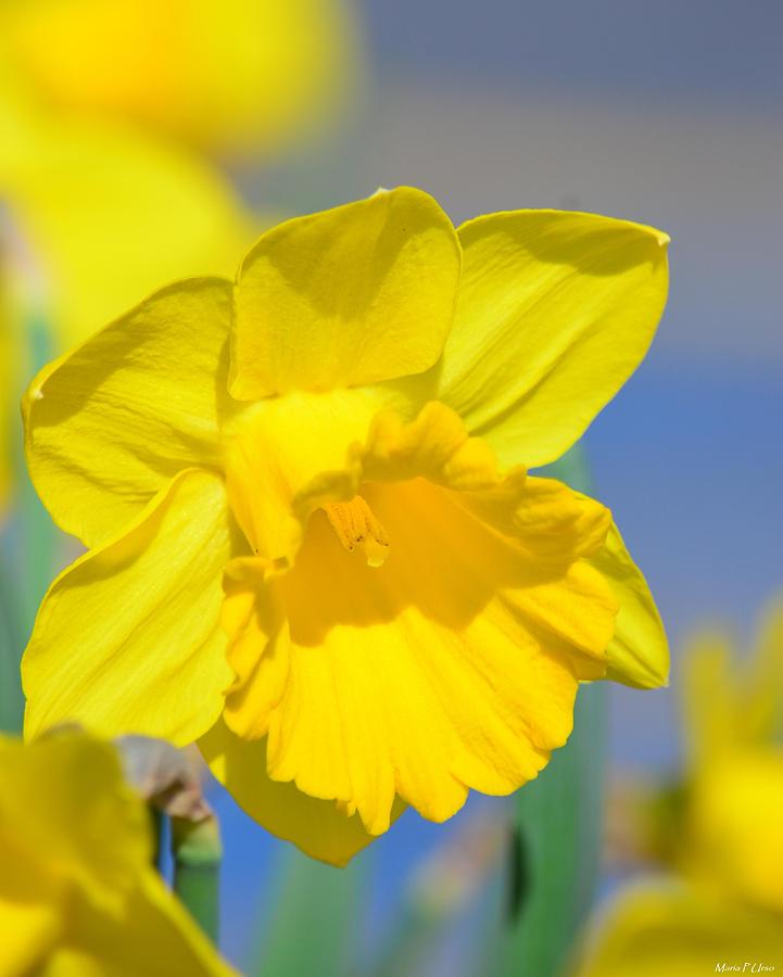 Sunny Days of the Daffodil Photograph by Maria Urso
