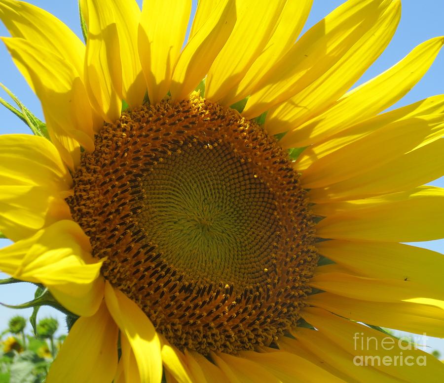 Sunflower Photograph - Sunny Daze by Lne Kirkes