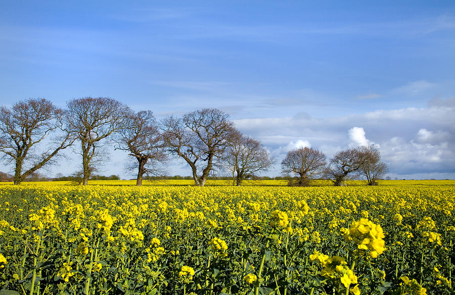 Tree Photograph - Sunny Delight by Paul Lilley