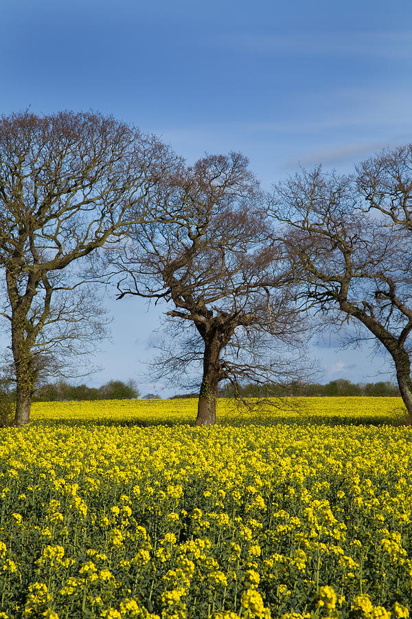 Tree Photograph - Sunny Delight - Portrait by Paul Lilley