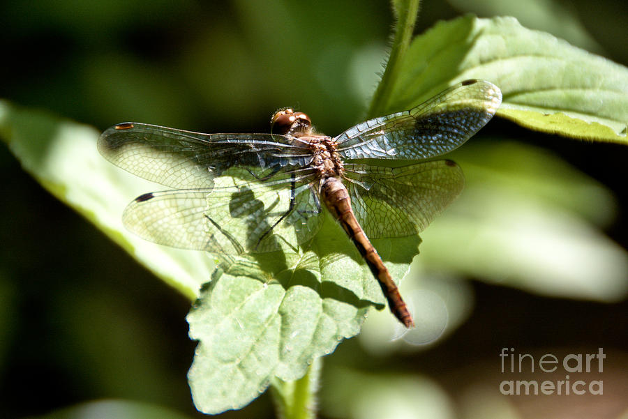 Sunny Dragonfly Photograph by Cheryl Baxter