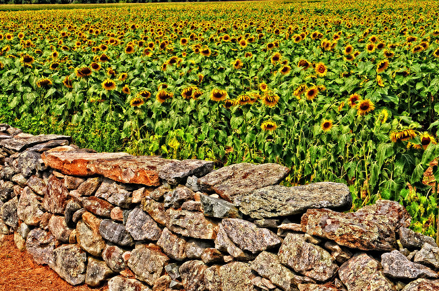 Sunny Field of Flowers Photograph by Mike Martin