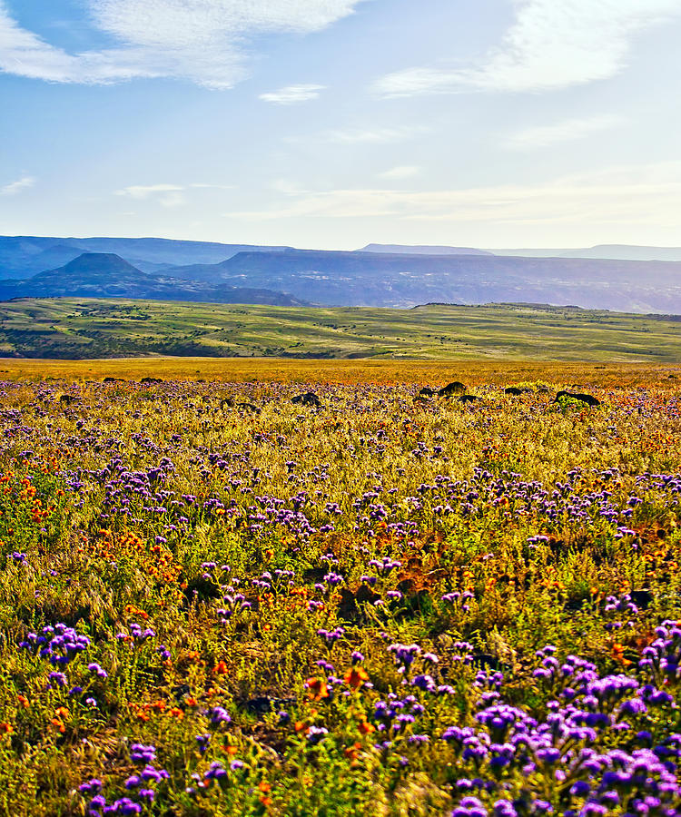 Sunny Field of Wildflowers Photograph by Rick Wicker
