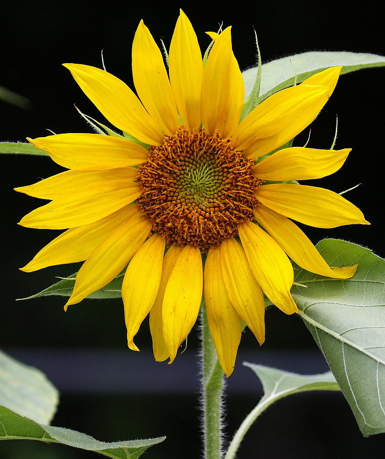 Sunny Florida Sunflower Photograph By Myrna Bradshaw - Fine Art America