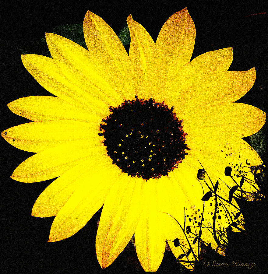 Flowers Still Life Digital Art - Sunny Flower by Susan Kinney