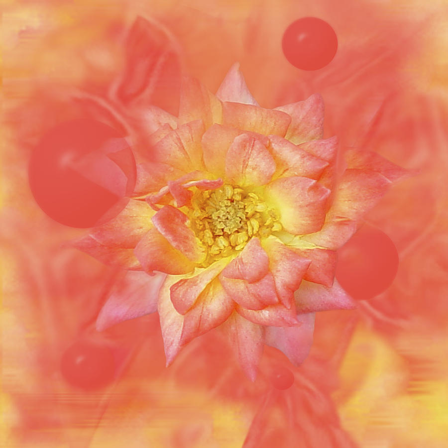 Abstract Photograph - Sunny Flower Universe by David Wise