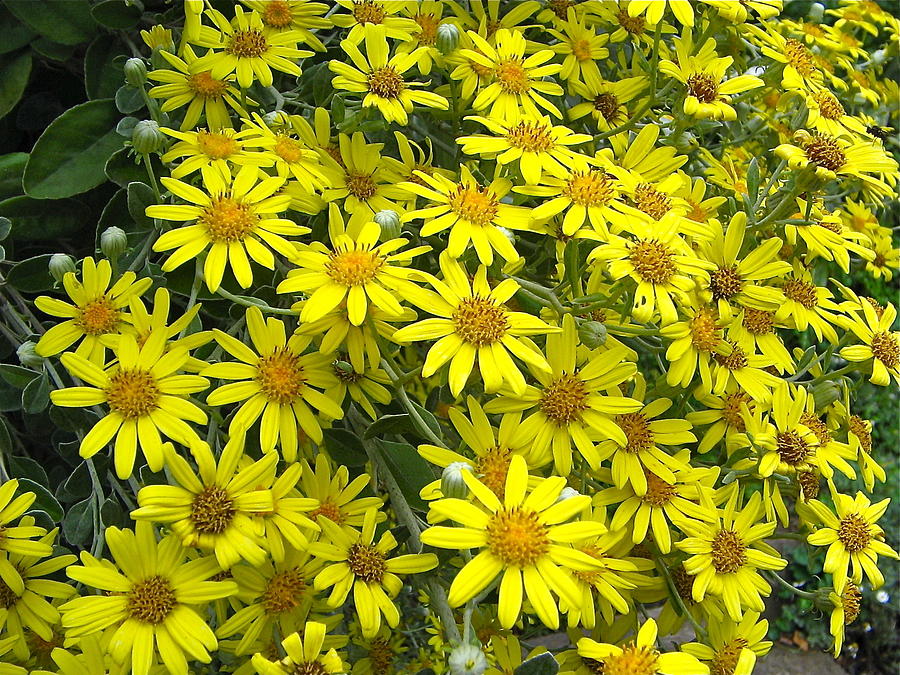 Sunny Flowers Photograph by Denise Mazzocco