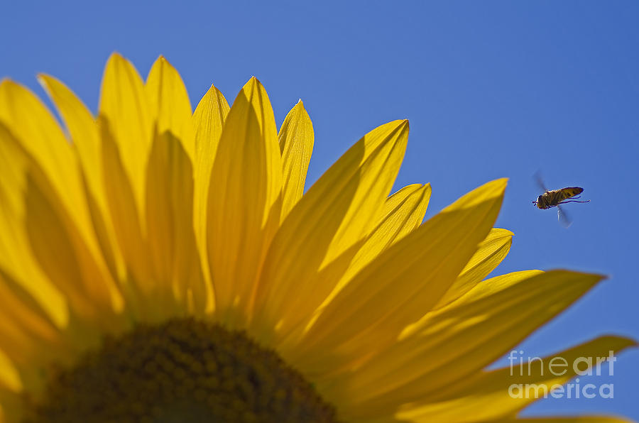 Sunflower Photograph - Sunny Fly By by Nick Boren