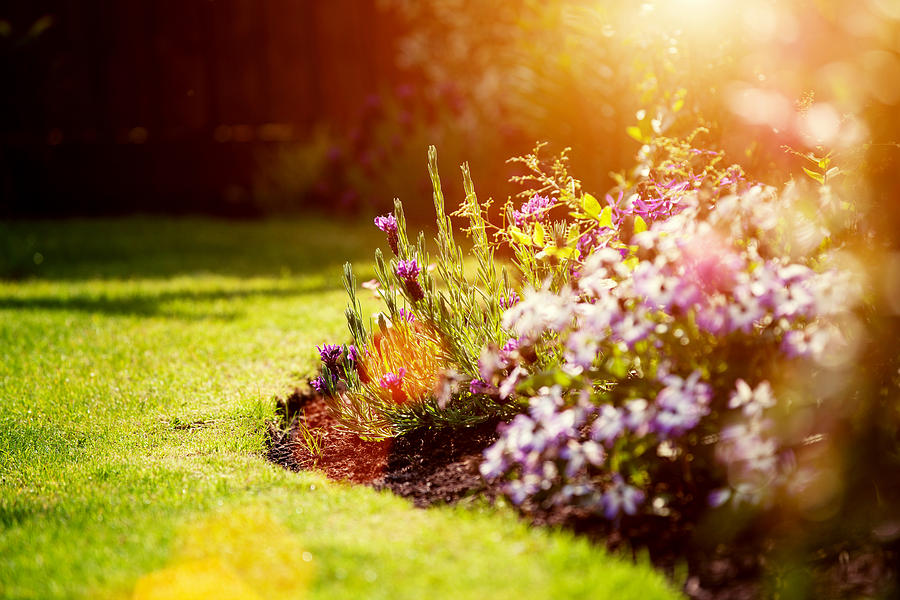 Sunny garden Photograph by Sean Gladwell