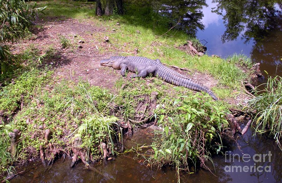 Alligator Photograph - Sunny Gator  by Joseph Baril