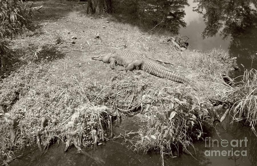 Sunny Gator Sepia  Photograph by Joseph Baril