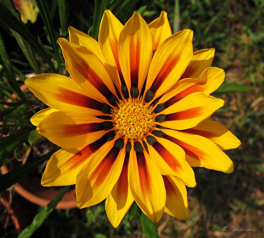 Sunny Gazania Photograph by MTBobbins Photography