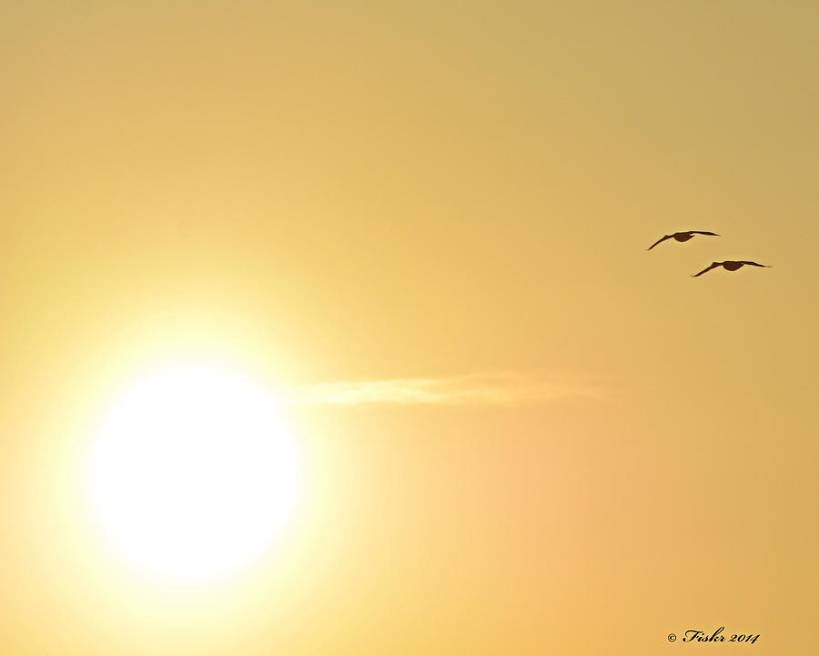 Sunny Geese Photograph by Fiskr Larsen