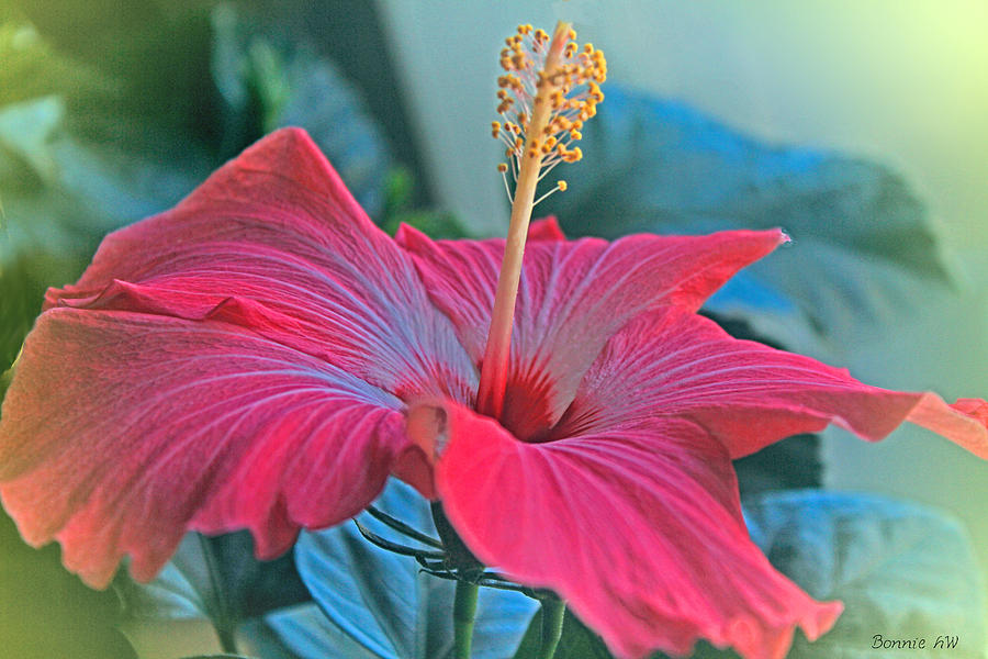 Sunny Hibiscus Photograph by Bonnie Willis