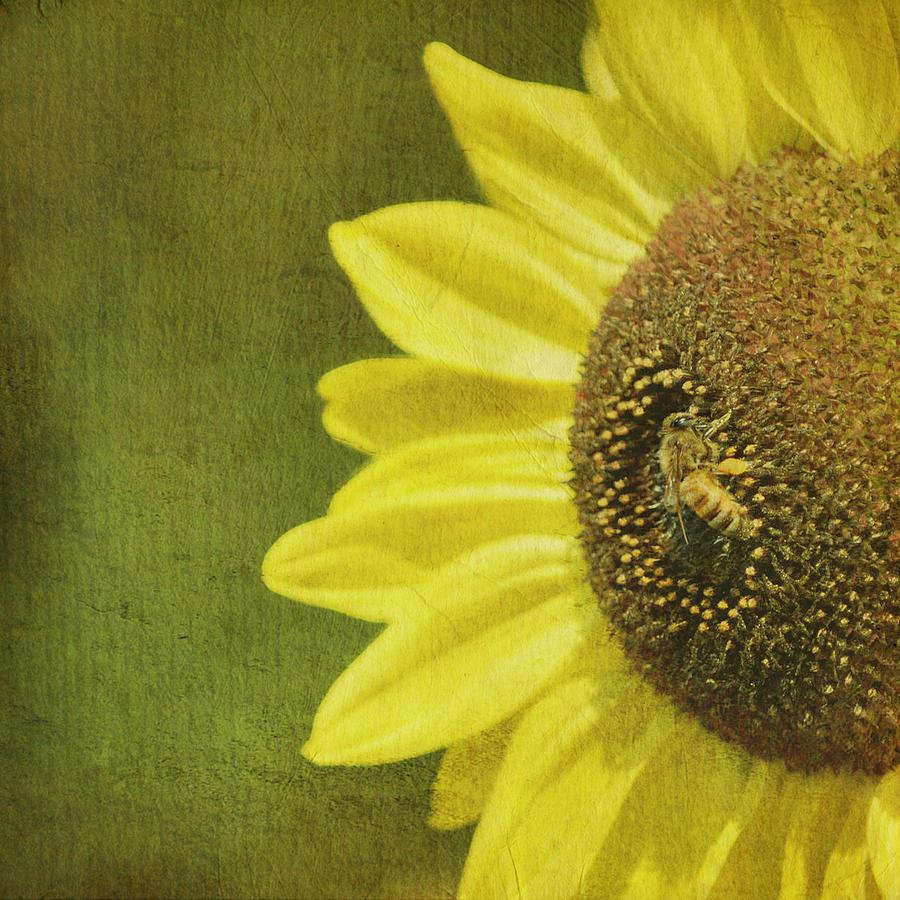 Sunny, Honey Bee Photograph by Beata Malinowski
