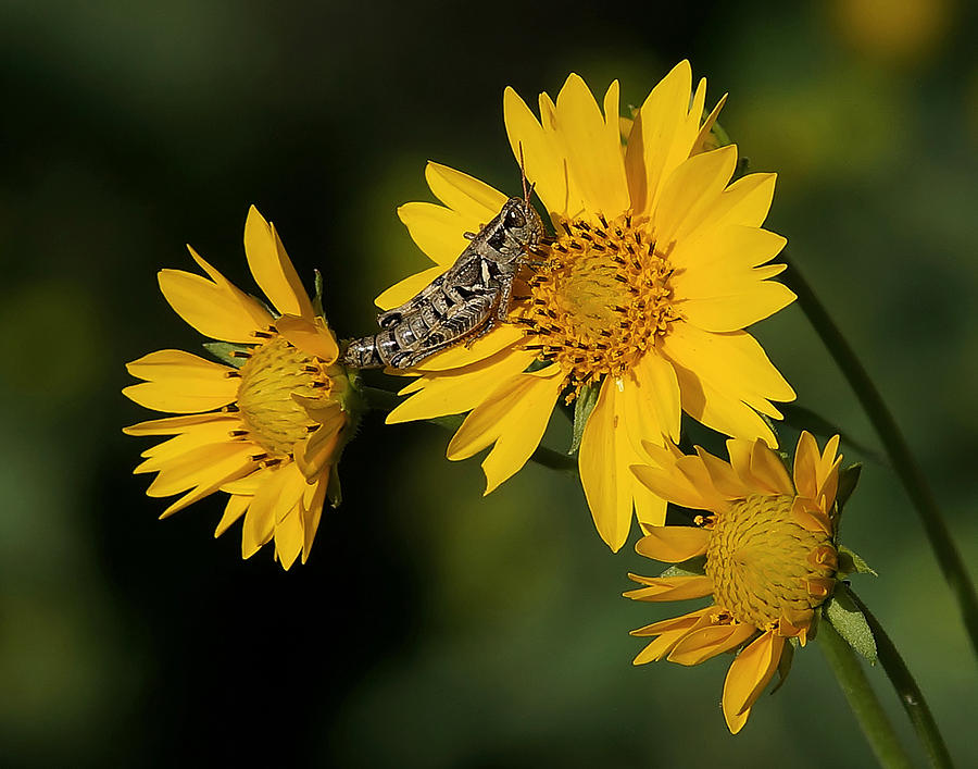 Grasshopper Photograph - Sunny Hopper by Ernest Echols