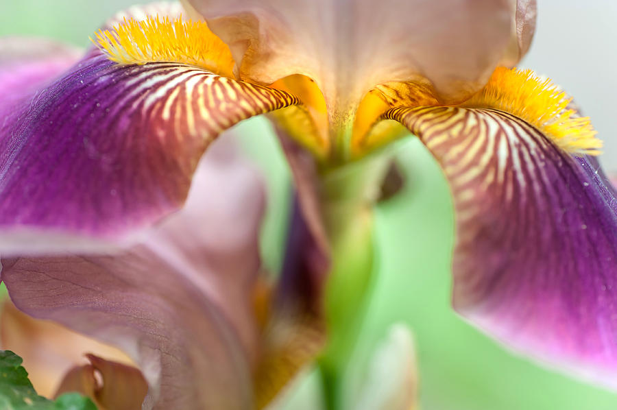 Sunny Iris. Macro Iris Series Photograph by Jenny Rainbow