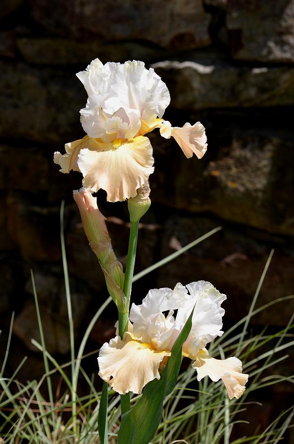 Sunny Irises Photograph by Maria Urso