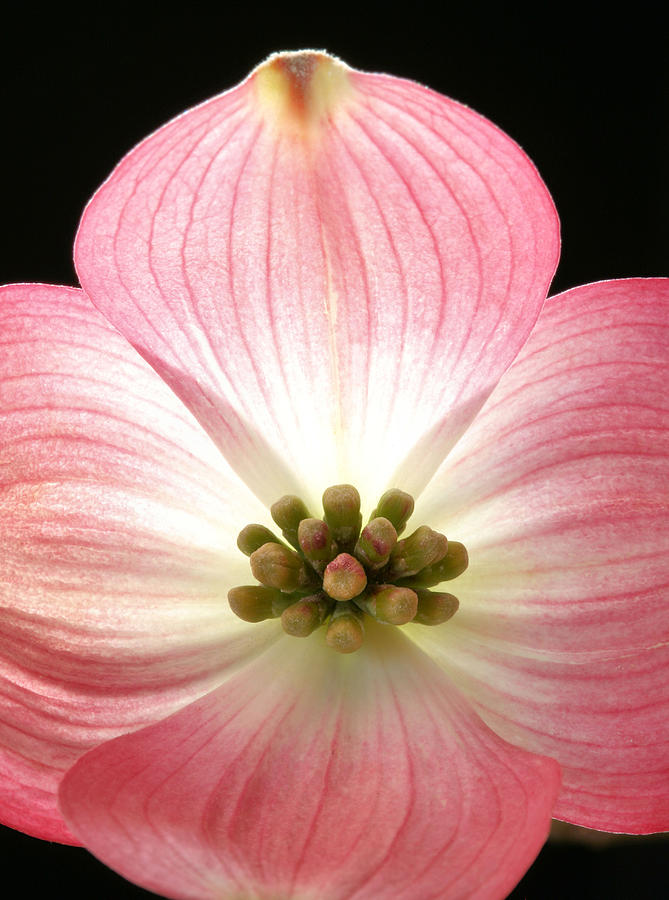 Tree Photograph - Sunny Pink Dogwood by JC Findley