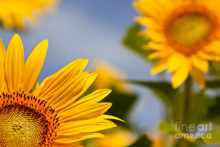 Flower Photograph - Sunny by K Hines