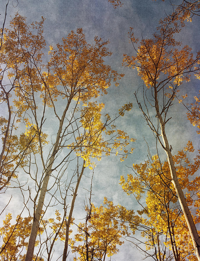 Leaves Photograph - Sunny Leaves Tall by Priska Wettstein
