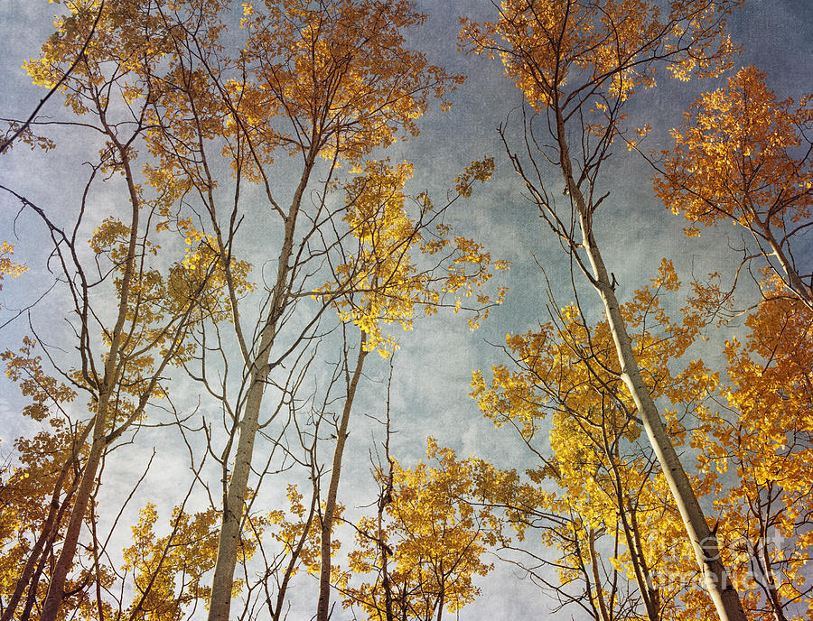 Fall Photograph - Sunny leaves wide by Priska Wettstein