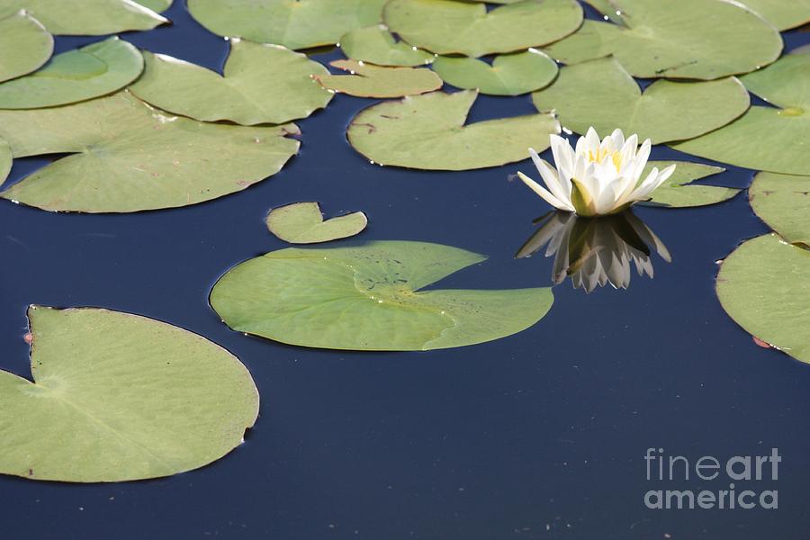 Sunny Lily Pond Photograph by Carol Groenen
