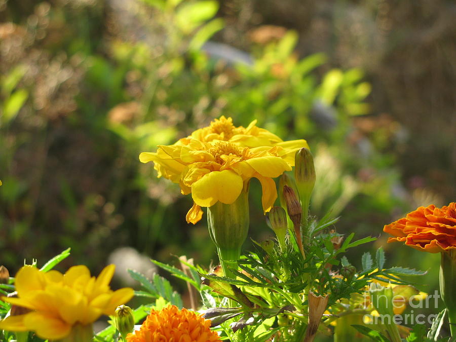 Sunny Marigold Photograph by Leone Lund