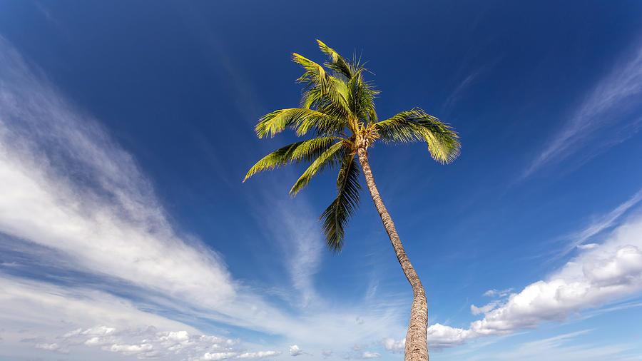Sunny Palm Tree Photograph by Pierre Leclerc Photography