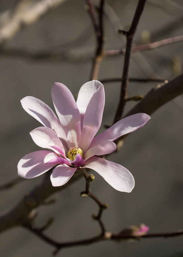 Sunny Pink Magnolia Blossom Photograph by Georgia Mizuleva