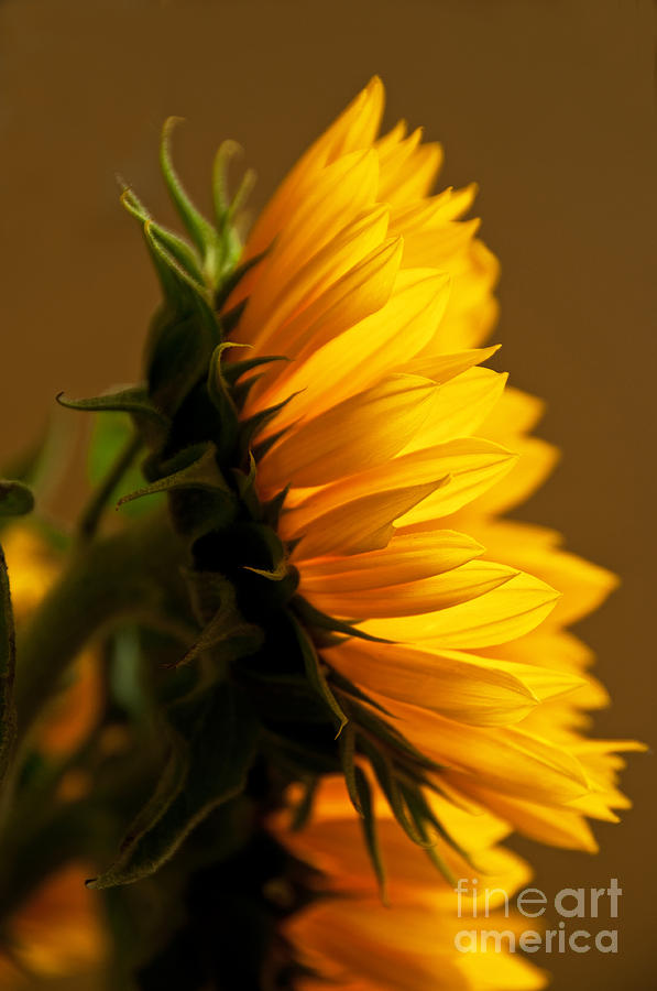 Sunflower Photograph - Sunny Profile by Bob and Nancy Kendrick