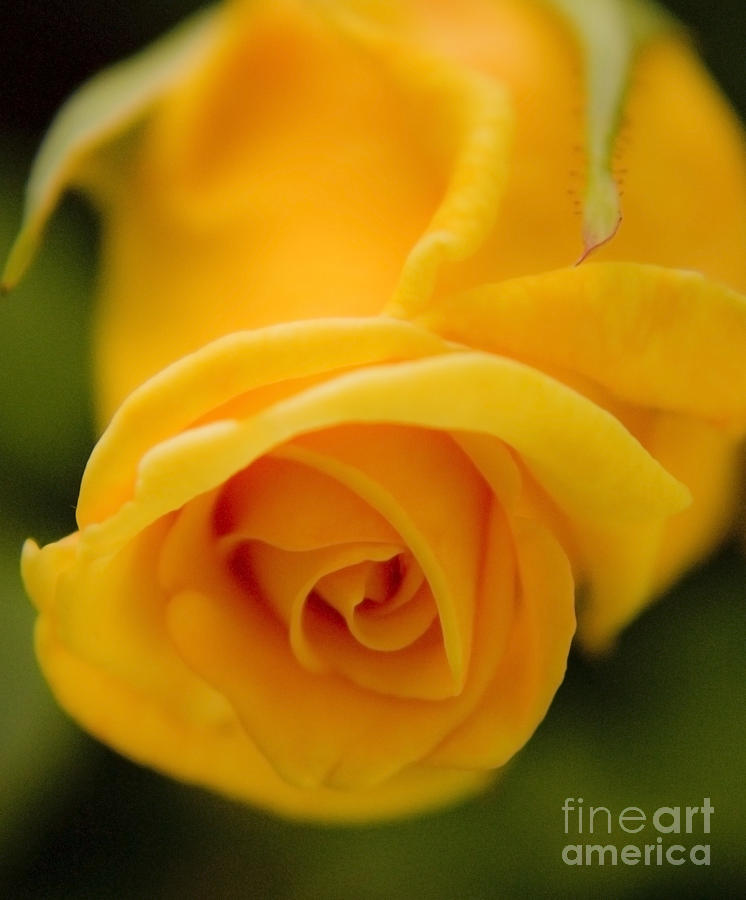 Nature Photograph - Sunny Rose by Andrea Goodrich