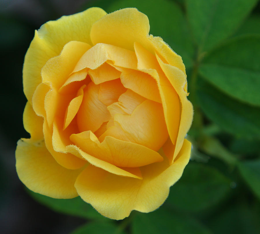 Sunny rose bud Photograph by Jane Luxton