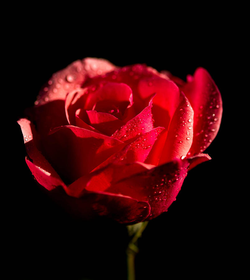 Sunny rose Photograph by Haren Images- Kriss Haren