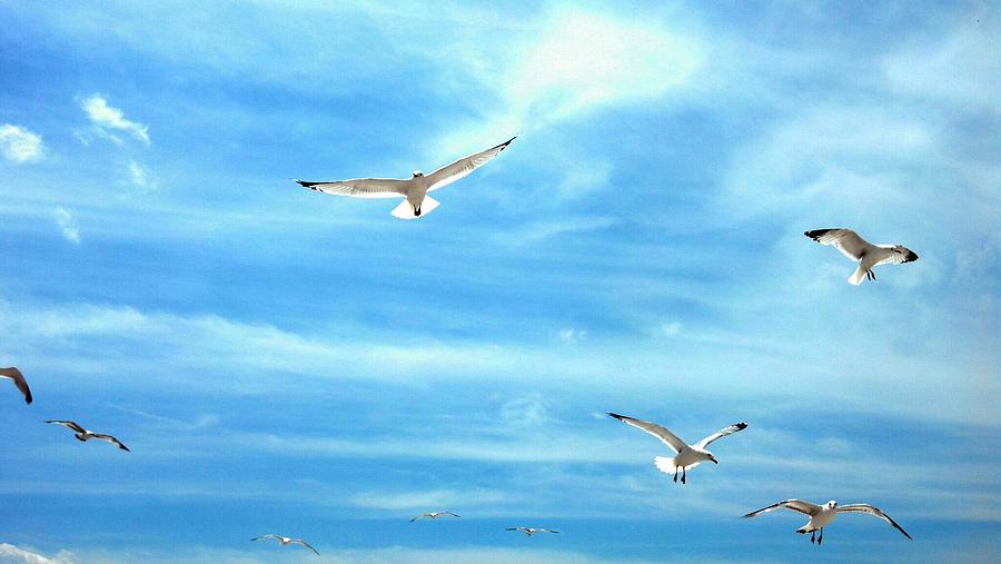 Sunny Seagull Photograph by Charlie Hoch | Fine Art America