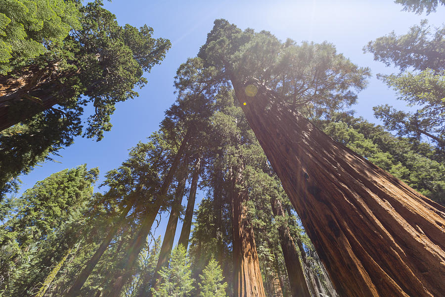 Sunny Sequoia Photograph by Marc Hastenteufel - Fine Art America