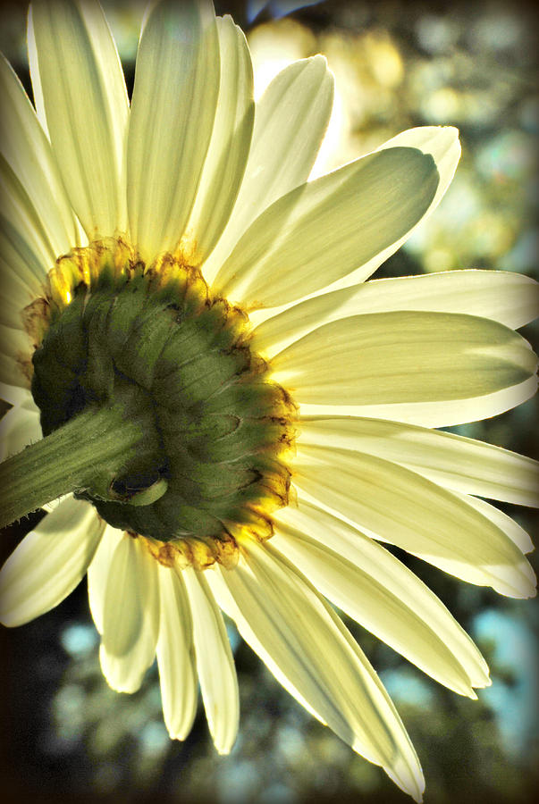 Sunny Shasta Daisy Photograph by Kelly Nowak