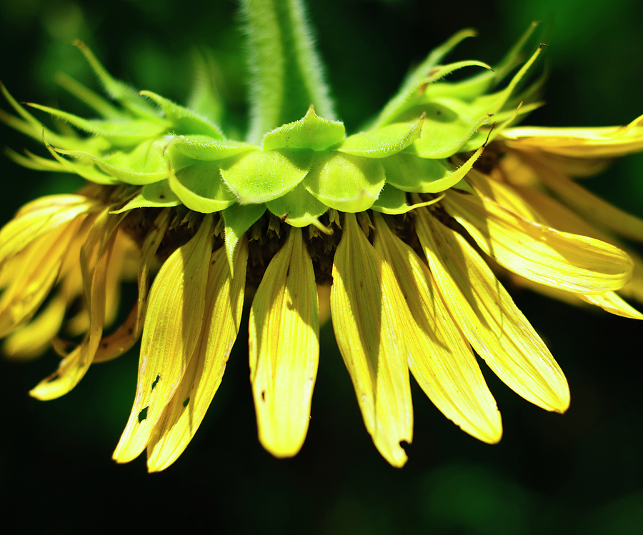 Sunflower Photograph - Sunny Side Down by Christi Kraft