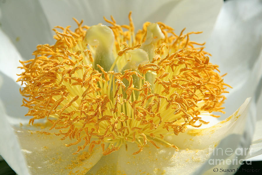 Nature Photograph - Sunny Side Peony by Susan Herber