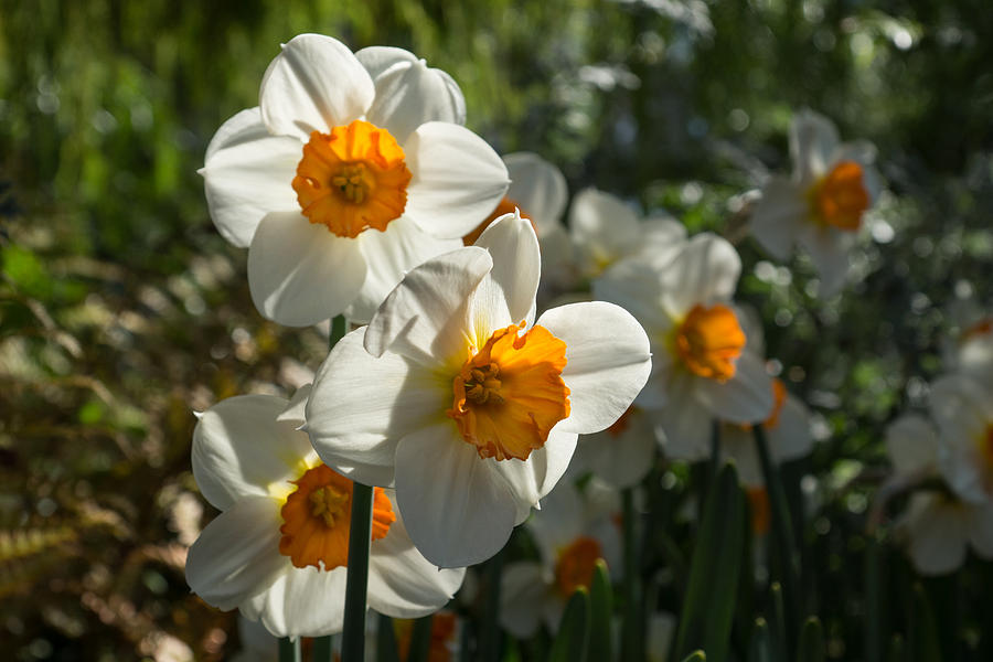 Flower Photograph - Sunny Side Up - Daffodils Blooming in a Fabulous Spring Garden by Georgia Mizuleva