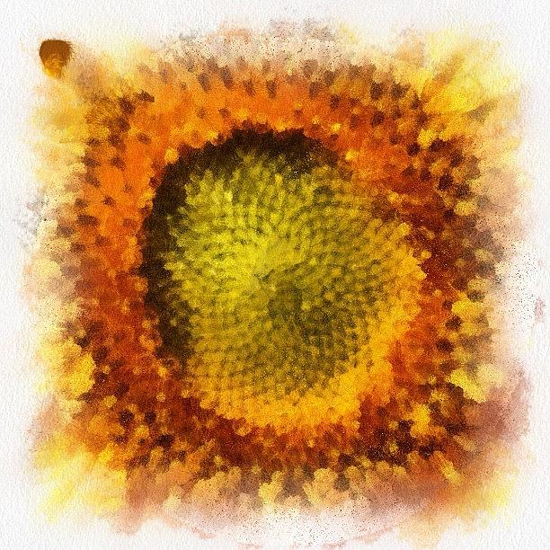 Sunflower Photograph - Sunny Side Up by Pommes Vapeur
