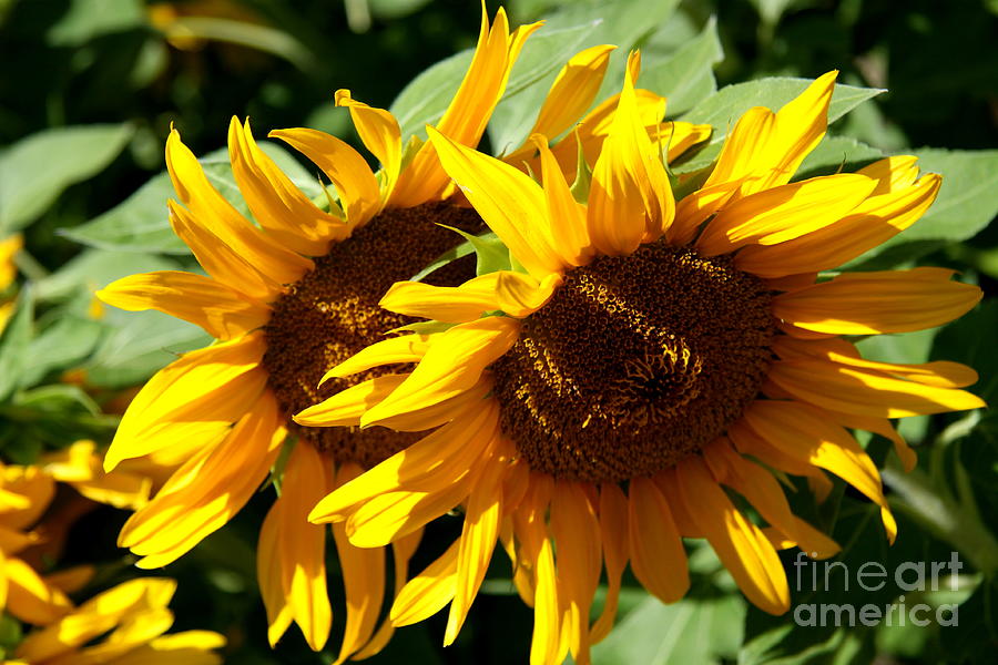 Sunflower Photograph - Sunny Sisters by Christiane Schulze Art And Photography